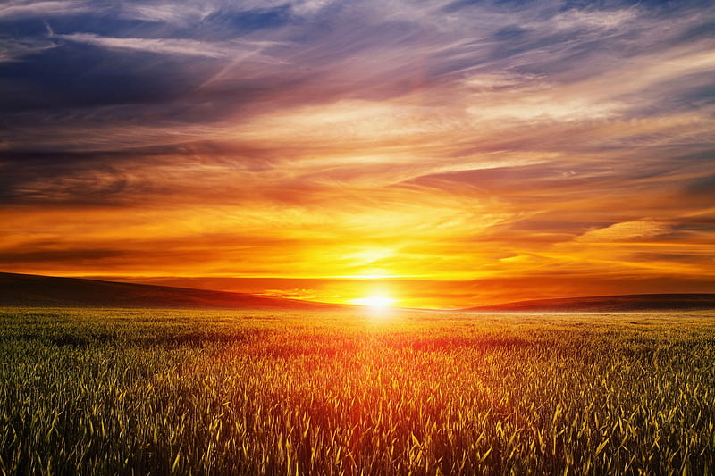 Wheat Field at Sunset, Sky, Wheat, Clouds, Fields, Sunsets, Nature, HD wallpaper
