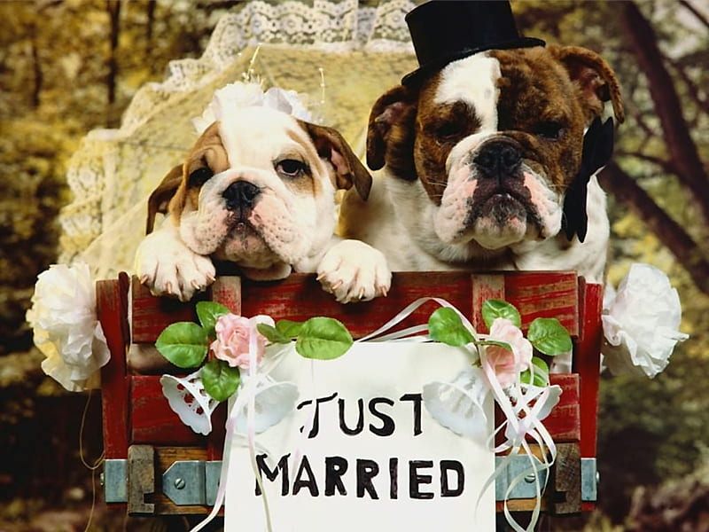 Dogs just married, bull dog, just married, couple, puppy, dog, sweet, HD wallpaper