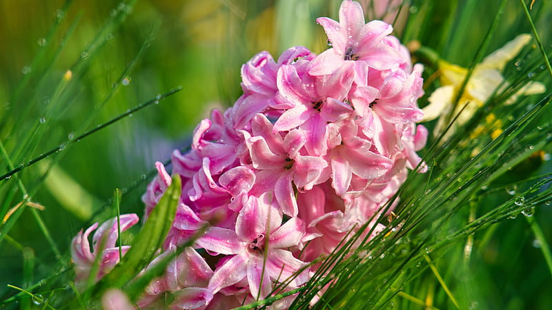 Flores de jacinto rosa con gotas de agua de hierba verde flores, Fondo de  pantalla HD | Peakpx