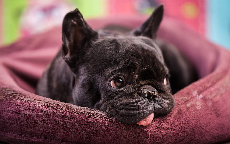 french bulldog, funny dog, pets, dogs, bulldogs, close-up, cute animals, french bulldog dog, HD wallpaper