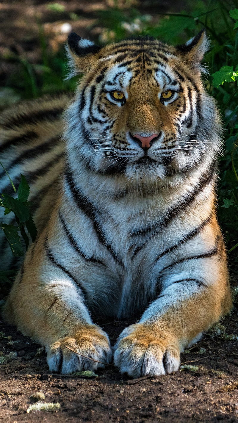 Tiger, eye, tigers, HD phone wallpaper | Peakpx