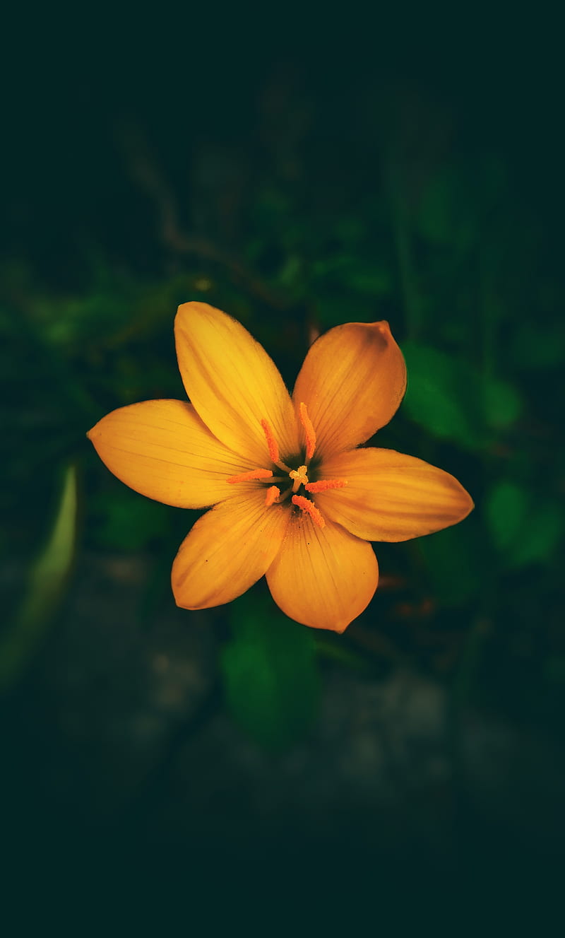Yellow Flower in Tilt Shift Lens, HD phone wallpaper | Peakpx