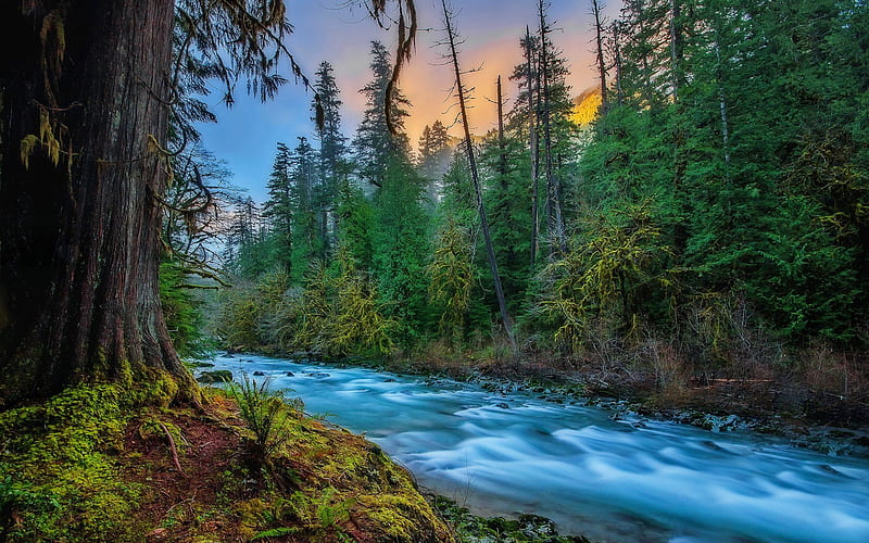 America, river, forest, Skykomish, Washington, USA, HD wallpaper