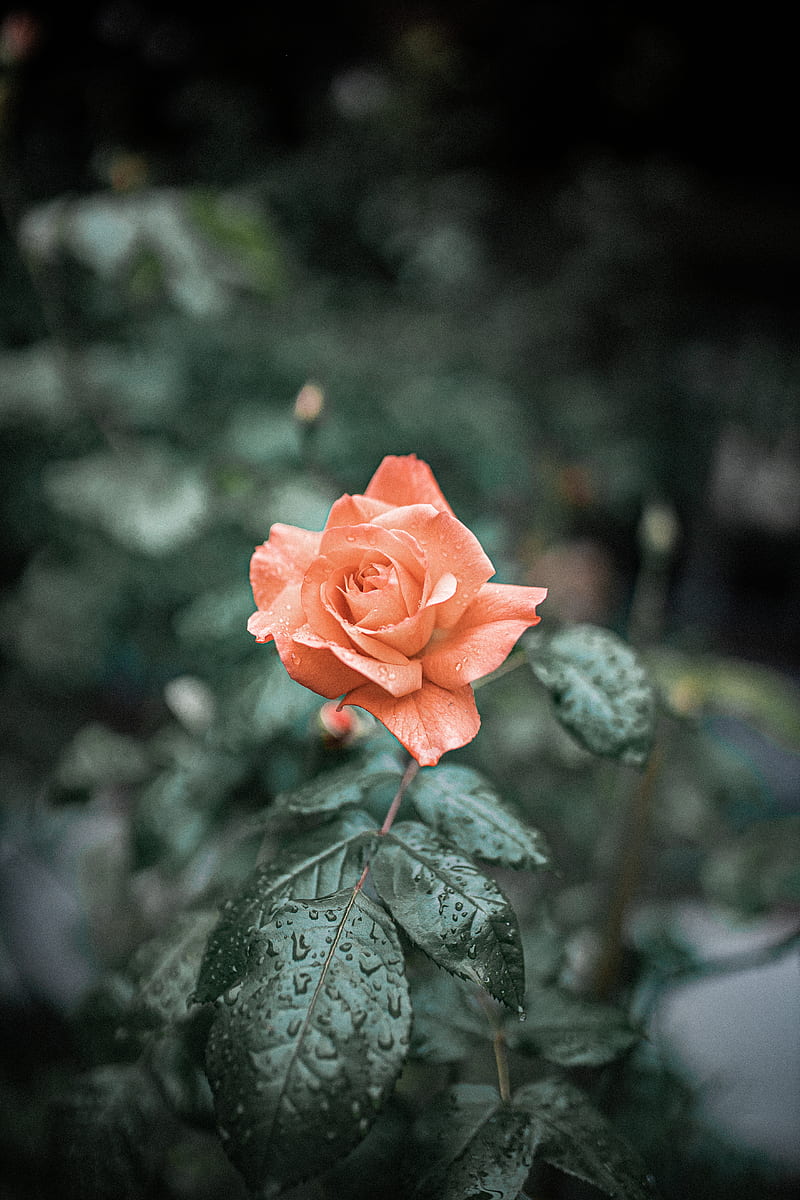 pink rose in bloom during daytime, HD phone wallpaper