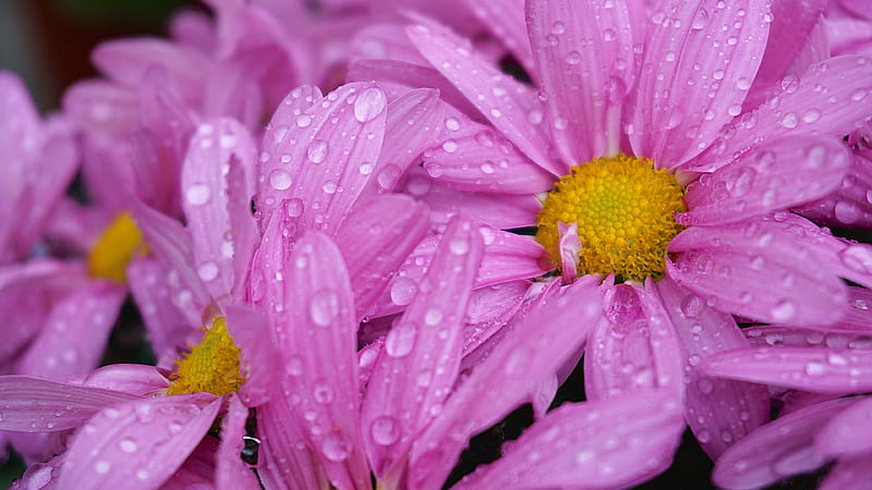 Pink Daisies Flowers With Water Drops Flowers, HD wallpaper