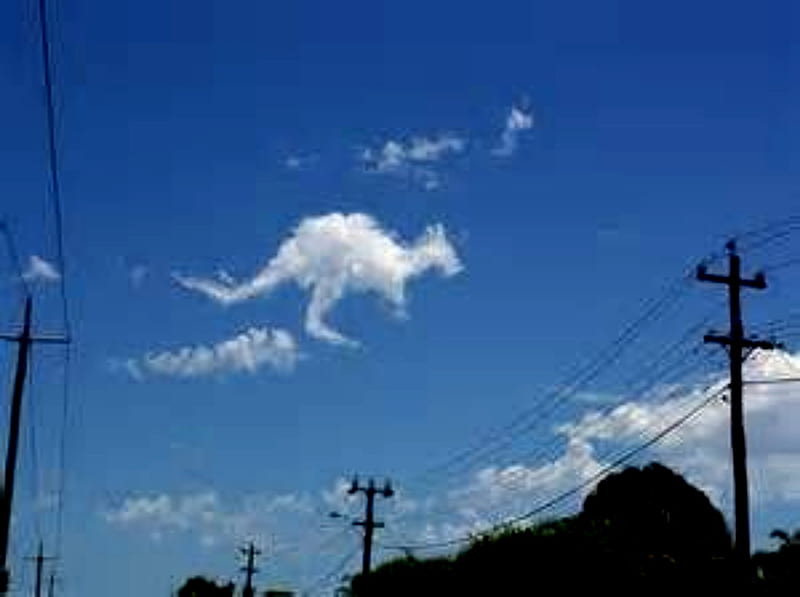 Clouds Form Kangaroo, Trees, SKy, Clouds, Houses, White, Kangaroo, Blue, HD wallpaper