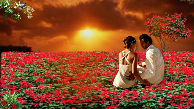 ~*~ Love At Sunset ~*~, romantic couple, love fantasy, birds, flowers, sunset, red flowery field, HD wallpaper