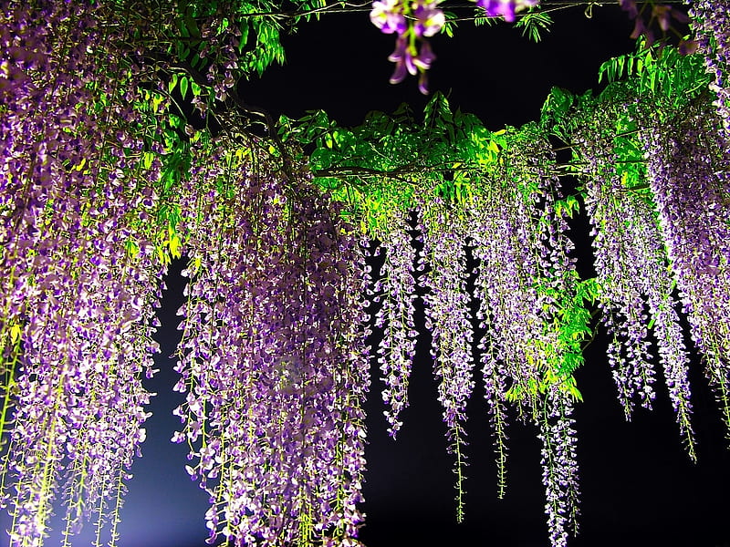 wisteria at night, lilac, pretty, trees, sky, graphy, purple, dark, flower, beauty, nature, violet, evening, pink, HD wallpaper
