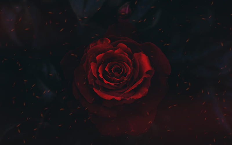 red rose, art, black background, rose bud, HD wallpaper