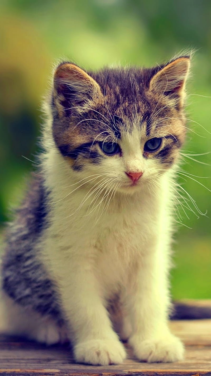 Kitten, kitty, cat, baby, baby animals, baby cat, cute, cute kitten, cute cat, HD phone wallpaper