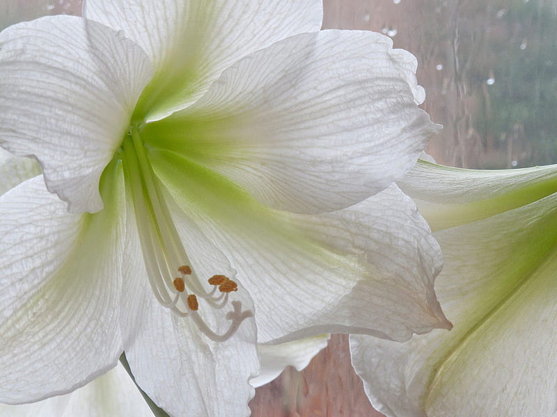 Mountain White, blossom, amaryllis, flower, mont-blanc, white, HD wallpaper