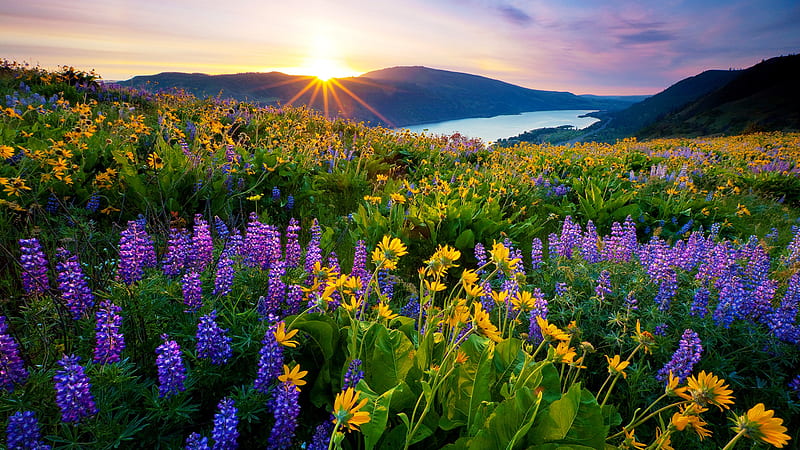 Purple Yellow Flowers Green Leaves Plants Field River Landscape View Of Mountains During Sunset Flowers, HD wallpaper