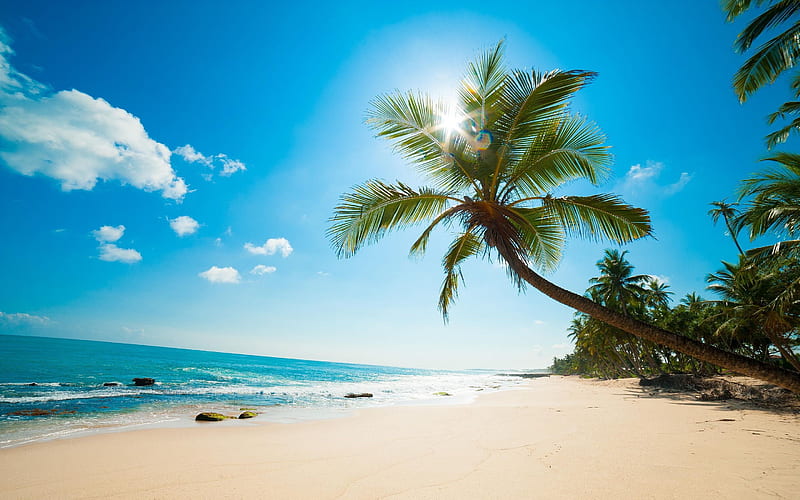 palm tree on the beach, ocean, summer, palm tree, summer travel, tropical islands, HD wallpaper