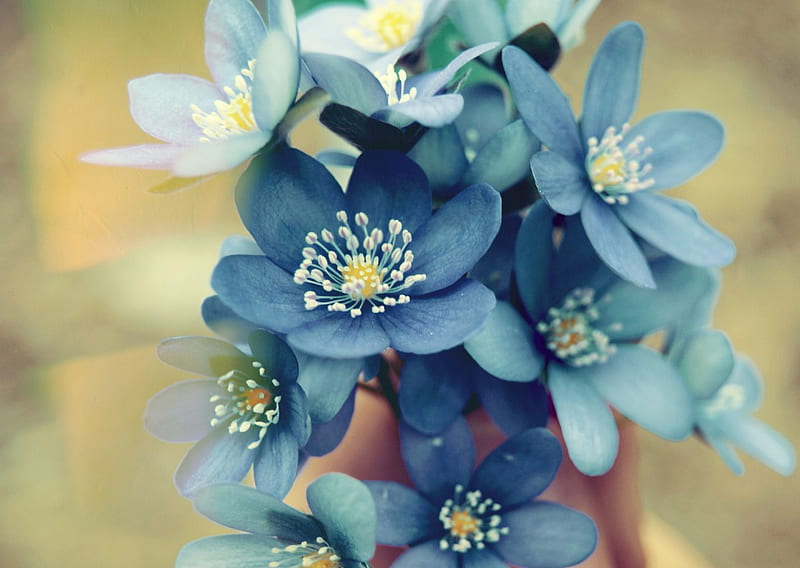 *** Blue and beautiful ***, flower, flowers, nature, bonito, HD wallpaper *** Blue and beautiful ***, flower, flowers, nature, bonito, HD wallpaper