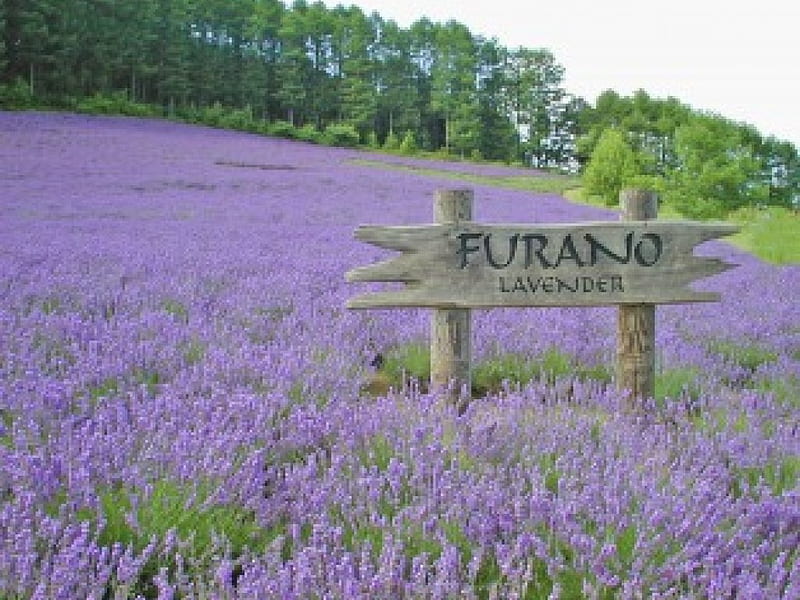 Furano Winery, winery sign, trees, field, lavender flowers, HD wallpaper