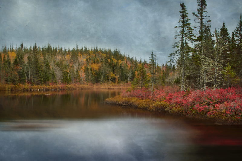 lake, forest, trees, autumn, landscape, HD wallpaper