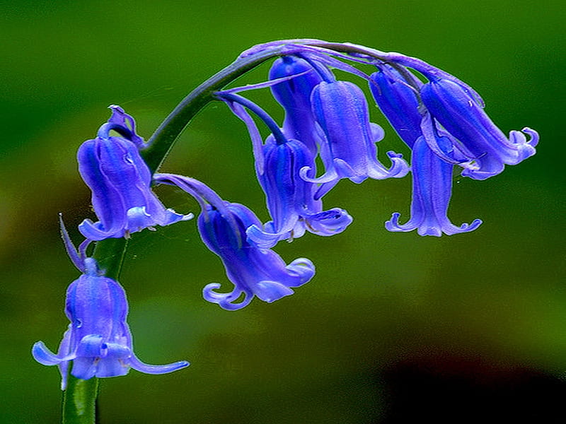 Wild bluebells, flowers, green, blue, bluebells, HD wallpaper