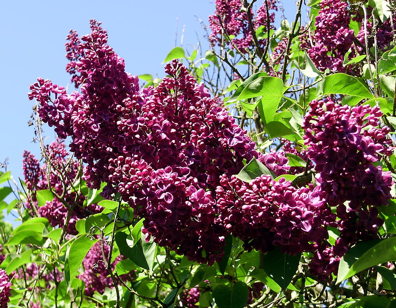 Purple lilacs lilac, purple, may, HD wallpaper | Peakpx