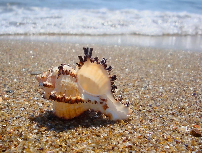 Sea shell, shore, ocean, breeze, bonito, sea, beach, seashell, water, shell, summer, nature, sands, coast, HD wallpaper