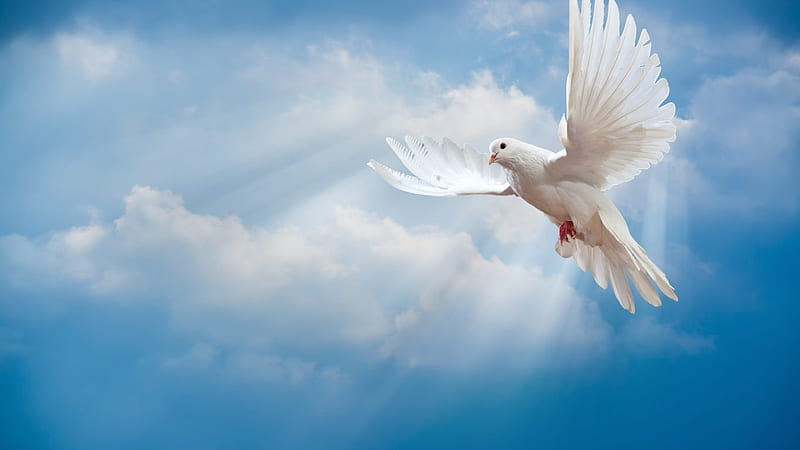 Pigeon, dove, peace, bird, sky, HD wallpaper