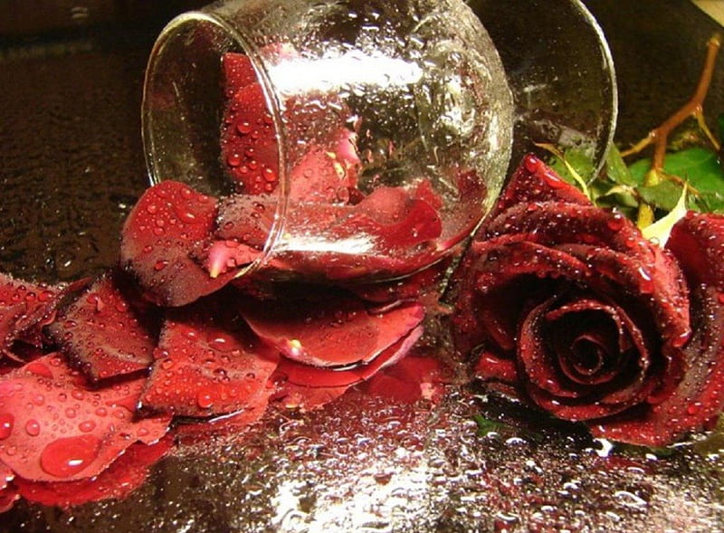 Red rose petals, red rose, glass, still life, flowers, petals, HD