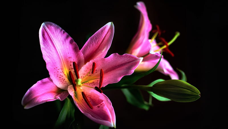 Bright Lily F, romance, bonito, floral, graphy, love, wide screen ...