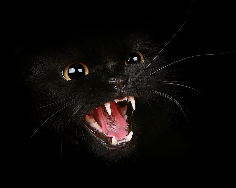 I Bite, anger, black, cat, eyes, tongue, HD wallpaper