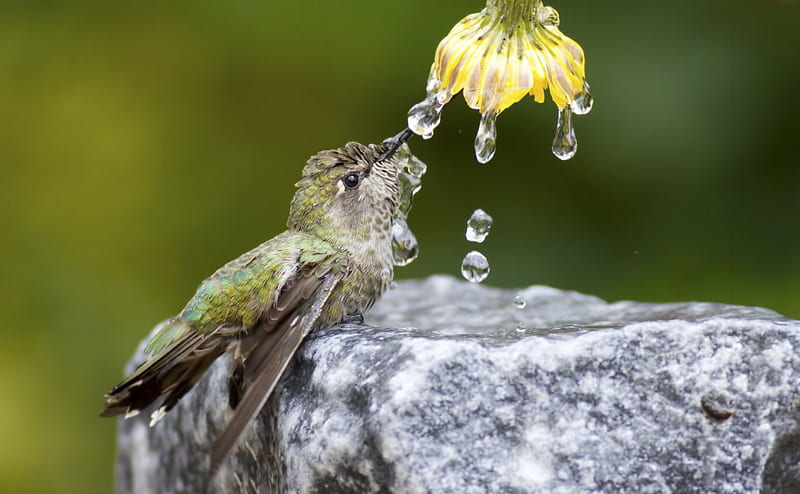 Humming-bird, cute, water, bird, green, flower, yellow, HD wallpaper