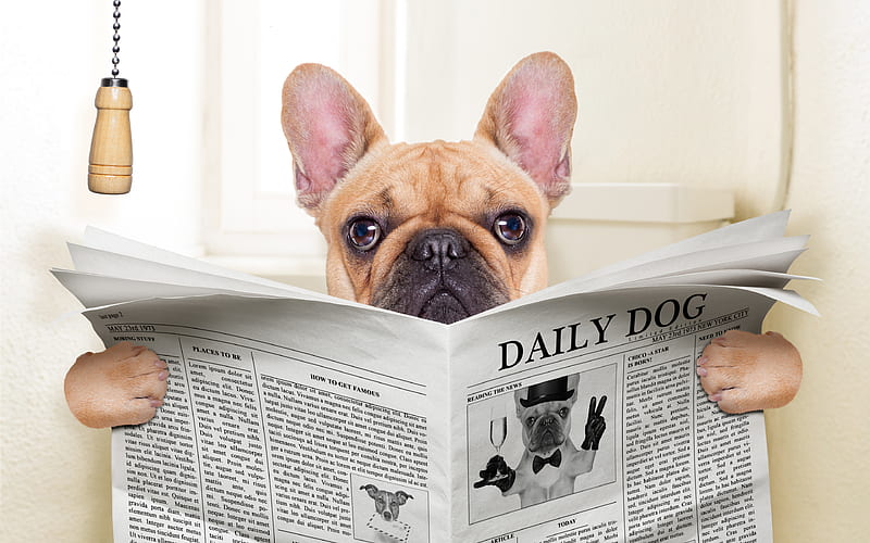Pug Dog, toilet, newspaper, funny dog, cute animals, dogs, pets, Pug, HD wallpaper