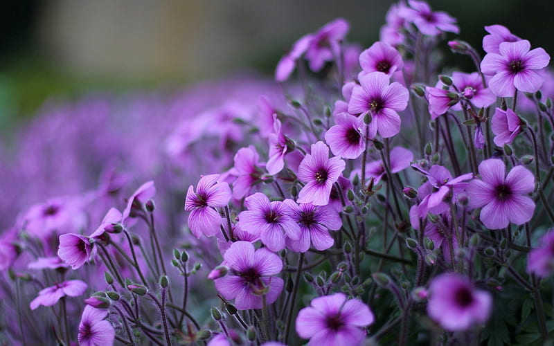 Purple Geranium sping, ornamental plants, geranium, purple plants, summer, blossoms, flower, nature, lovely flowers, HD wallpaper