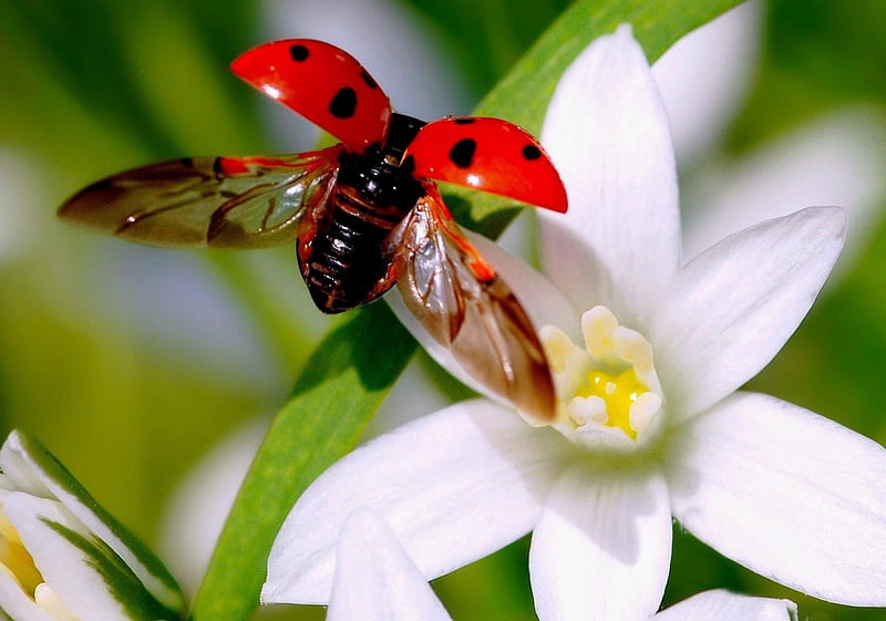 *** Flying ladybug ***, flaing, red, color, ladybug, HD wallpaper