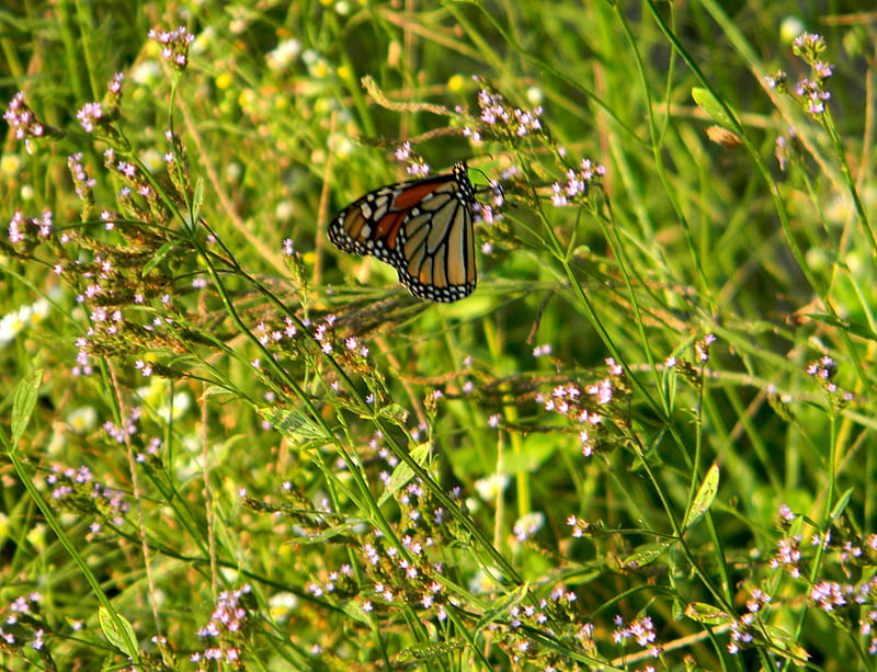 Busy butterfly, mississippi, refuge, butterfly, grass, HD wallpaper