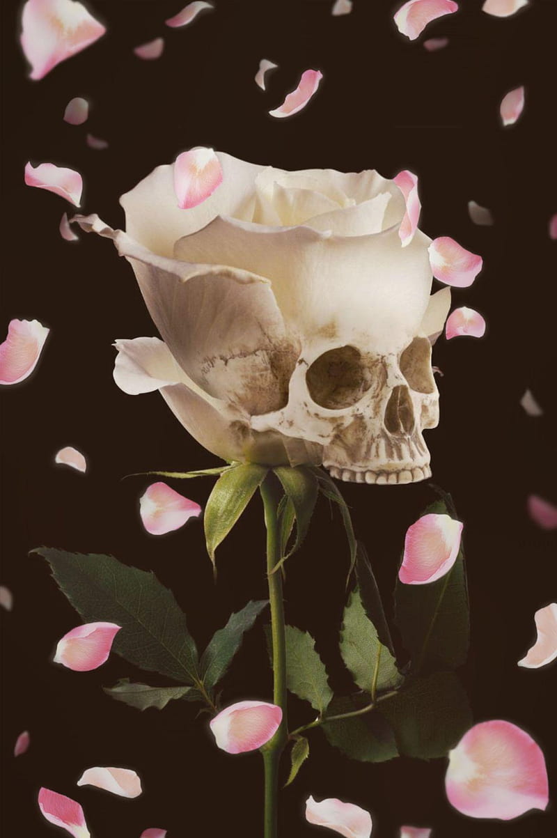 Still Life Human Skull With Roses Background Stock Photo  Download Image  Now  Painting  Art Product Spooky Closeup  iStock