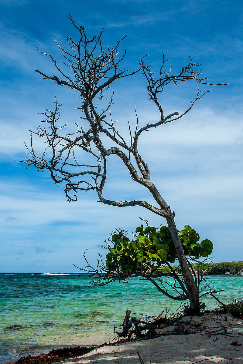 Tree, branches, leaves, shore, sea, HD phone wallpaper | Peakpx