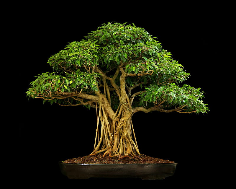 Bonsai Tree, theme, HD wallpaper