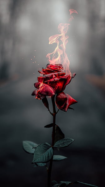 Burning rose, flower, fire, leaf, dark, HD phone wallpaper