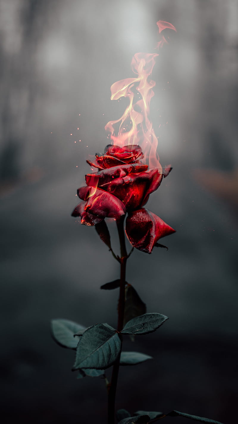Burning rose , flower, fire, leaf, dark, HD phone wallpaper