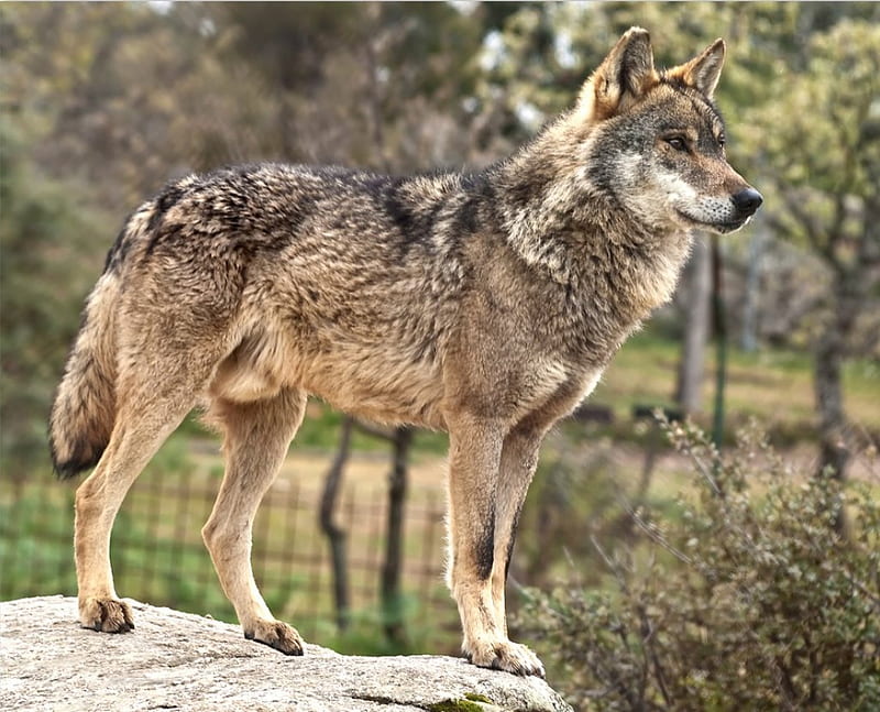 Iberian Wolf, grey wolf, wolf, wolves, iberian, animals, spain, HD wallpaper