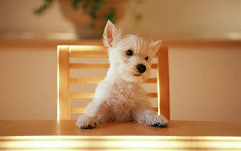Dog at the table-dog, HD wallpaper