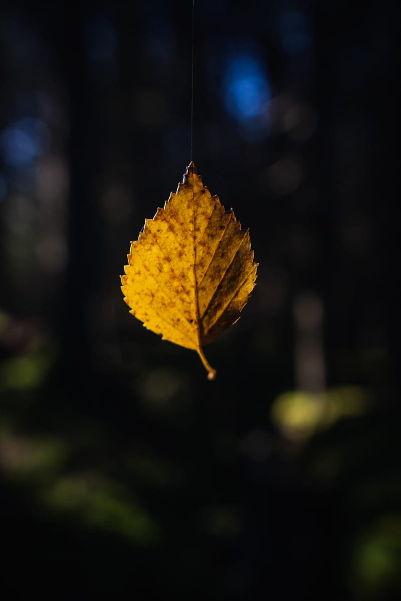 Leaf, cobweb, autumn, macro, blur, HD phone wallpaper | Peakpx