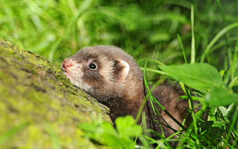 Resting in the Sun, pretty, forest, lovely, grass, fresh, resting, small, sweetheart, ferrets, green, warmth, love, siempre, summer, sunshine, rodent, HD wallpaper