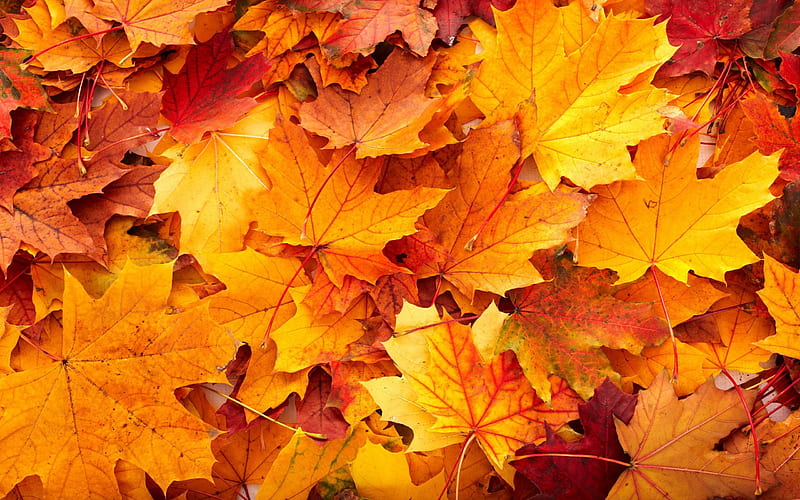 autumn, autumn leaves, fallen leaves, autumn landscape, HD wallpaper