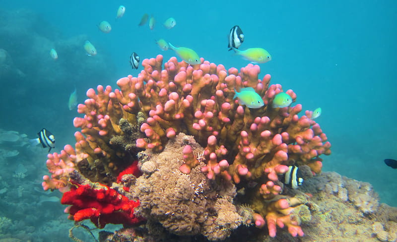 Coral head fish home, ecology, reef, red sea, fish, coral, nature, HD wallpaper