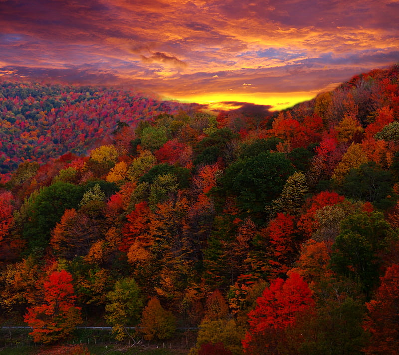 Autumn View, fall, leaf, leaves, plant, season, tree, HD wallpaper