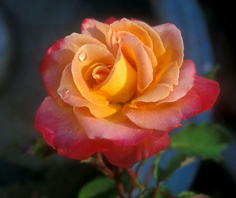 Granada Rose, granada, rose, twin color, macro, flowers, nature, petals, HD wallpaper