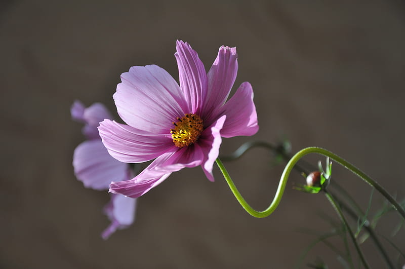 Purple Flower during Daytime, HD wallpaper