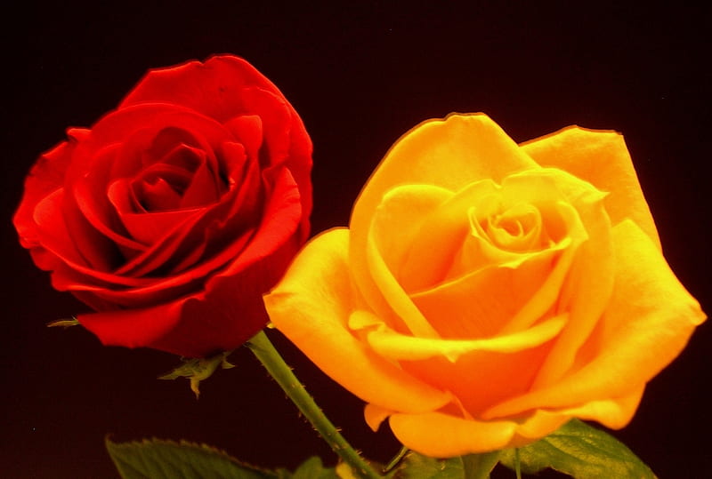 Roses, yellow, red, still life, rose, HD wallpaper | Peakpx