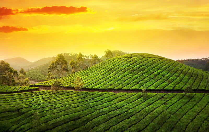 Kerala India, green, texture, yellow, skin, landscape, HD wallpaper | Peakpx