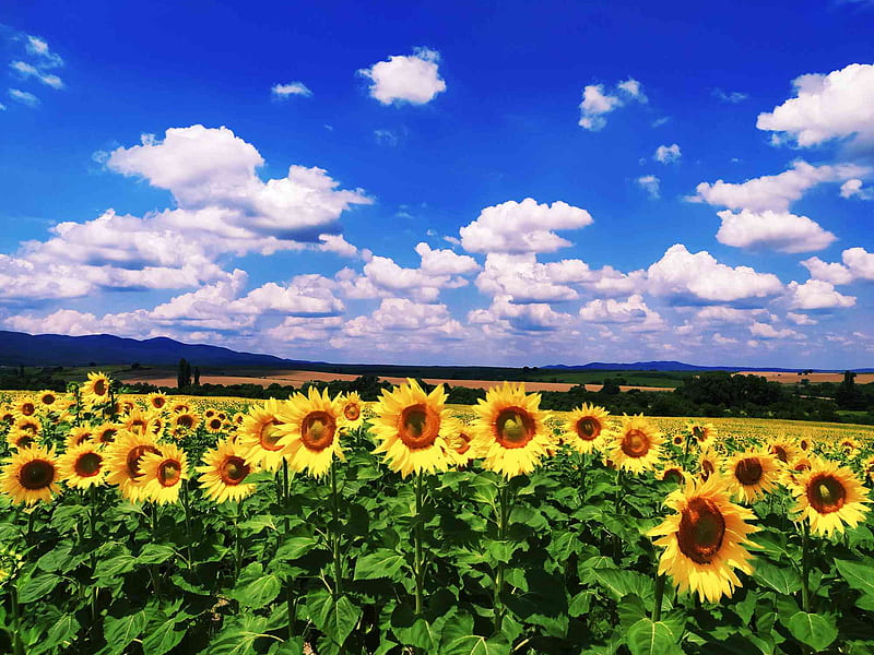 Sunflower, landscape, nature, sunflowers, HD wallpaper | Peakpx