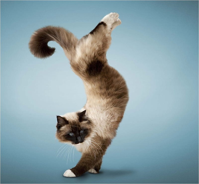 Acrobat cat, feline, acrobat, cat, kitten, animal, sweet, HD wallpaper